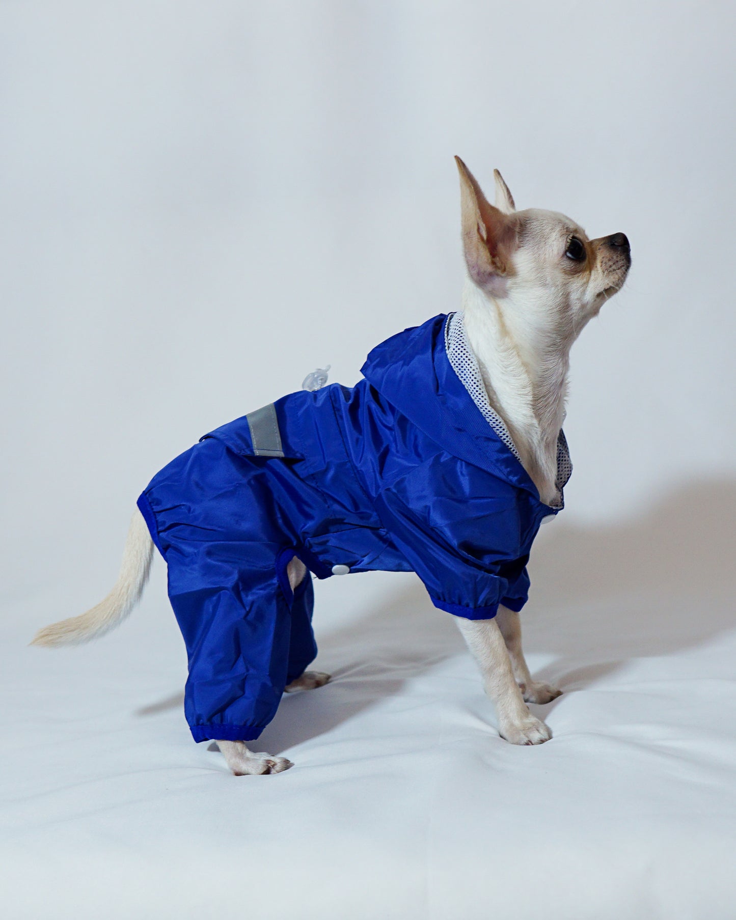 Blue Raincoat