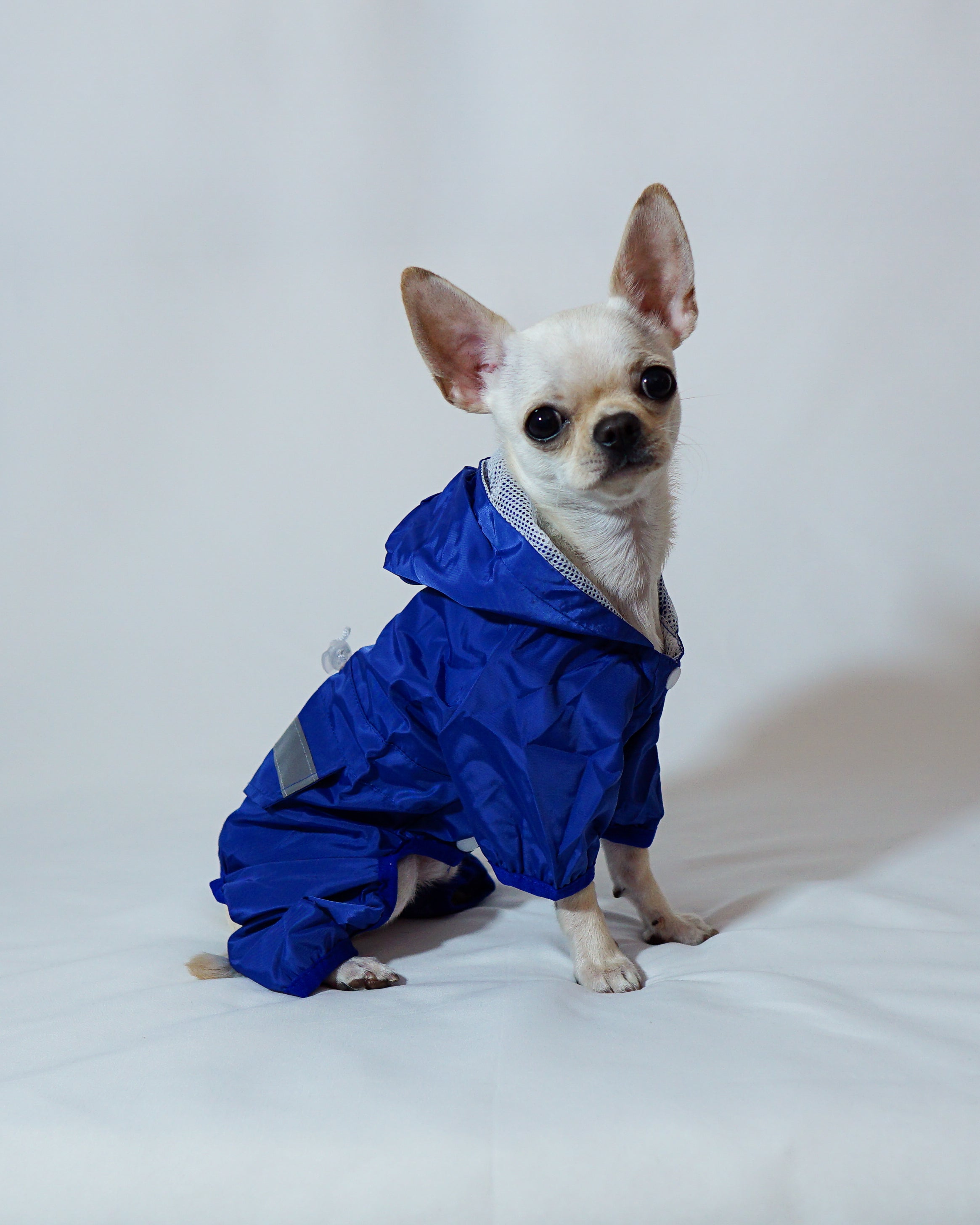 Raincoats THE DOG LOFT